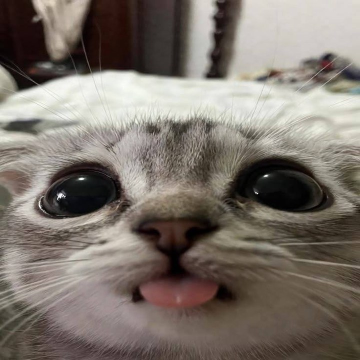Котик показывает язык